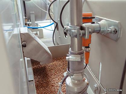 Getreide nach dem Farbausleser, bereit für die Netzung